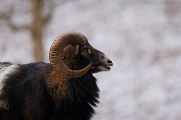 Aufnahme eines Mufflons, von der Seite.
