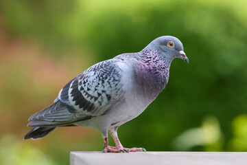 A grey pigeon with iridescent neck feathers stands outdoors against a soft green background, observing its surroundings.