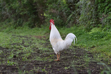 Fototapeta premium 鳴く雄鶏
