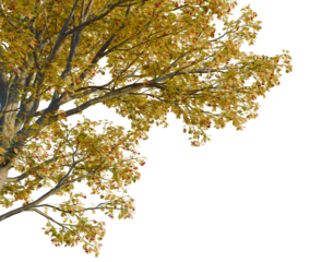 Sorbus aucuparia tree corner view, cutout, transparent background isolate, Autumn leaves close-up, vibrant colors, macro shot, foliage, natural texture, fall season