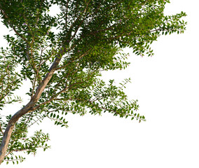 Obraz premium Fuchsia magellanica tree corner view, cutout, transparent background isolate, Close-up of a single delicate pink cherry blossom flower, spring floral, beauty, nature