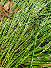 Wet grass after rain. Beautiful green grass leaves texture with rain drops