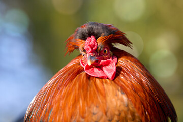 Captivating close-up of a vibrant rooster with fiery orange feathers and a unique, punk-rock comb. Its intense gaze stands out against a soft, natural bokeh. A symbol of farm life and individuality.