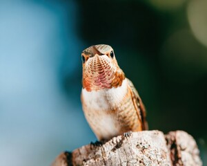 Obraz premium Wild Strength Hummingbird in Flight Modern Nature Wonder for Environmental Awareness and Digital Marketing Campaigns