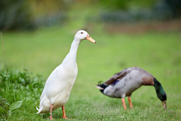 Two distinct Indian runner ducks, a tall white Indian Runner and a grazing mallard with a green head, share a vibrant green field on a sunny day.