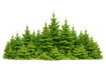 Growing green fir trees in a forest line, evergreen spruce and conifer foliage with a transparent background
