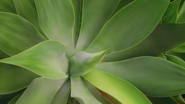 Close-up footage/photo of a vibrant green Agave attenuata plant, also known as lion's tail or swan's neck agave, growing within the arid landscape of the Koko Crater Botanical Garden in Honolulu, Oahu