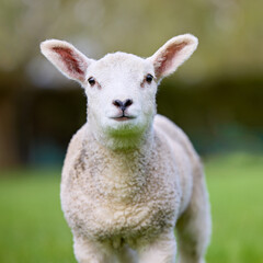 A cute, fluffy white lamb stands directly facing the camera in a vibrant green field, its innocent expression captivating. Perfect for themes of spring, nature, and new beginnings.