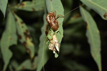 セミの幼虫を食べるキリギリス