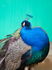 A magnificent peacock displays its iridescent blue and green plumage against a vibrant teal background. The regal bird preens gently, showing off its natural beauty.