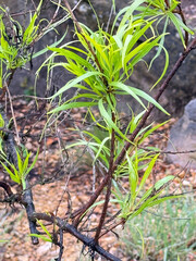 Fresh springtime growth in the forest