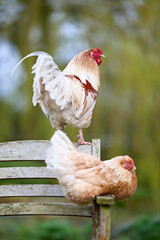A proud rooster stands on a wooden bench while a hen relaxes below him in a natural outdoor setting, showcasing domestic fowl in their environment.