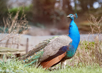 A majestic peacock stands gracefully in natural surroundings, showcasing its stunning blue plumage and elegant form amidst green grass and subtle light.