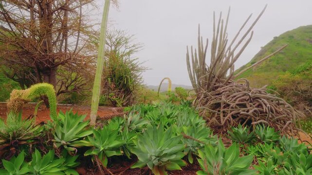 Footage capturing the unique landscape and diverse collection of drought-tolerant plants, including massive succulents, cacti, and arid-land trees, within the Koko Crater Botanical Garden on the islan