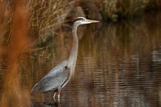 Great blue heron stalking hunting prey along lake edge. 