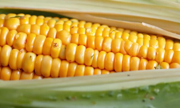 Corn, harvest, farming, agriculture, nature! Discover the vibrant process of corn harvesting, showcasing the beauty of agriculture and the dedication of farmers in nurturing the land.