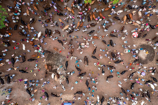 Bogura, Bangladesh - 30 July 2020: Aerial view of a bustling cattle market with crowds of people and animals creating a vibrant tapestry of earthy tones and movement.