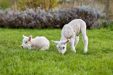 Adorable young lambs in a vibrant green meadow, one peacefully resting while the other grazes. A heartwarming scene of springtime and new life on the farm.