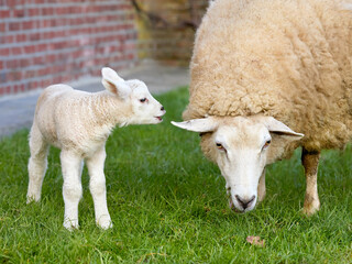 A cute white lamb stands near its mother, who is grazing in a lush green field. A sweet scene of a sheep family outdoors.