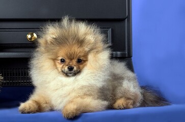 A lovely Pomeranian doggy on blue background.