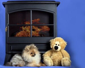 A lovely Pomeranian doggy with a toy on blue background.