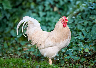 A majestic light-colored rooster stands gracefully amidst lush green foliage, showcasing its beautiful feathers, vibrant red comb, and wattle in a serene natural outdoor setting.