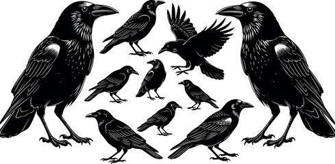 Naklejka premium Black Crow and Raven Vector Illustration Set Featuring Majestic Corvid Birds in Various Flying Perching and Standing Gothic Silhouette Poses