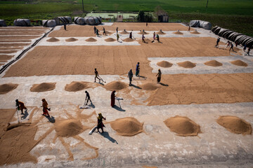 Brahmanbaria, Bangladesh - 29 October 2021: Aerial view of golden grains spread across a vast concrete yard, where silhouetted figures work under the bright daylight.