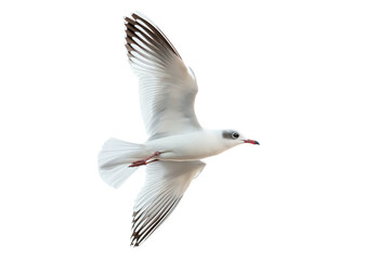 Obraz premium Slender-billed Gull Flying Isolated on White Background