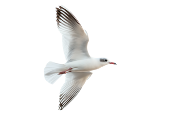 Slender-billed Gull Flying Isolated on White Background