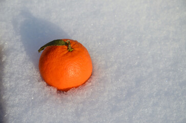Mandarin in the snow