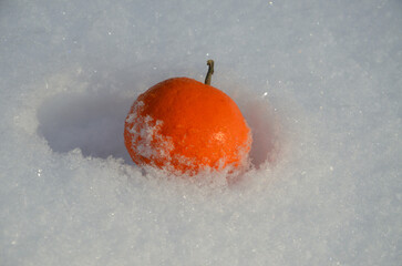 Mandarin in the snow