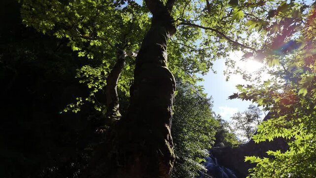 Cinematic footage of a lone tree illuminated by warm sunlight shining through its branches. The backlight creates a glowing halo and soft lens flare, highlighting the natural beauty, calm atmosphere, 
