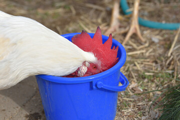 水を飲むにわとり