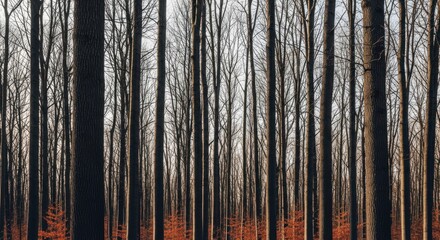 Abstract Pattern of Bare Tree Trunks Standing in a Dense Winter Forest, Illuminated by Sunrise Light with Vibrant Orange Leaf Ground Texture.