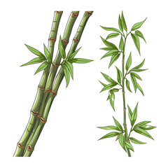Bamboo Plant Vector on White Background