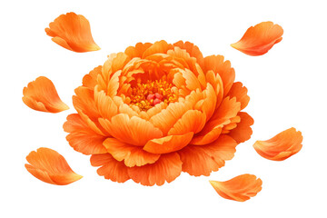 Vibrant orange peony flower blooming with scattered petals, creating a delicate floral design on transparent background