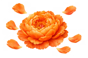 Vibrant orange peony flower blooming with scattered petals, creating a delicate floral design on transparent background