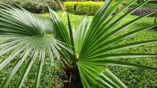 Fresh green Arecaceae palm leaves growing naturally, highlighting tropical foliage, elegant leaf shape, and lush plant beauty in outdoor sunlight.