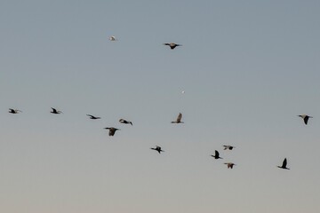 Obraz premium birds flying over the lake