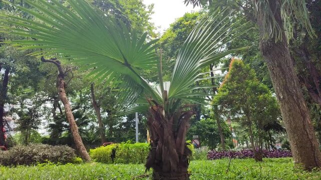 Fresh green Arecaceae palm leaves growing naturally, highlighting tropical foliage, elegant leaf shape, and lush plant beauty in outdoor sunlight.