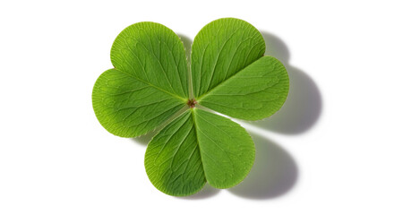 Three leaf clover isolated on white background with natural lighting