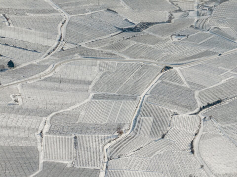 Aerial view of a winter's blanket of snow covering the vineyards and fields creating a stark contrast between the white fields and the dark roads, Orschwiller, Grand Est, France.