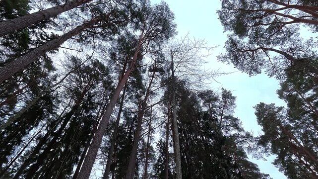 Slow upward camera movement through tall pine trees toward the sky. Calm forest atmosphere and peaceful nature concept.