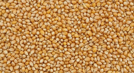 Fototapeta premium Macro Shot of Unpopped Yellow Corn Kernels, Seamless Texture of Raw Popcorn Grain for Agricultural Business and Food Packaging