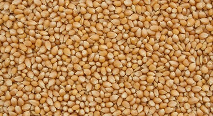 Fototapeta premium Top Down View of Raw Popcorn Maize Kernels, Full Frame Texture of Golden Corn Seeds for Snack Production and Healthy Food Concept