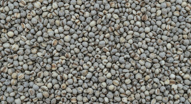 Heap of Raw Job's Tears Grains Texture, Organic Pearl Barley for Traditional Herbal Cooking and Healthy Dietary Fiber Ingredient Close Up