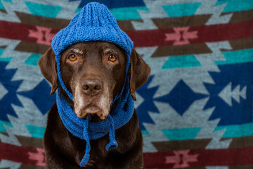 Labrador Retriever Dog in blue hat and scarf sits on floor with a sad face against colored background. animals are like people, taking care pet. purebred domestic animal clothing. High quality photo