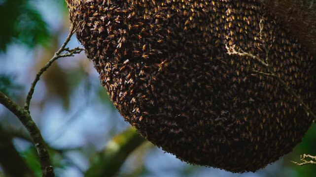 Wild jungle honey bee from genus apis forming wave-like formation, defensing the beehive from predator wasp