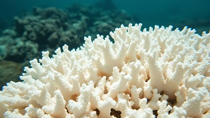 dendritic. White calcareous deposits forming dendritic patterns on a coral reef. ESG reports, sustainability campaigns, designed for sustainability communications and ESG reporting.
